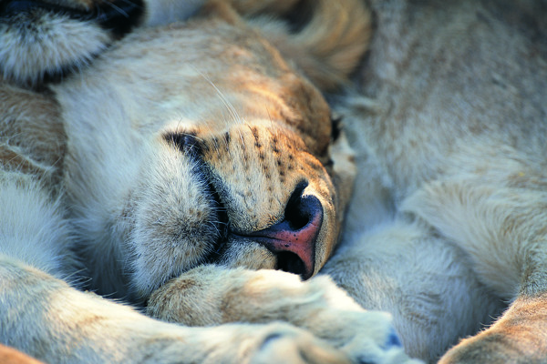 睡觉的狮子图片