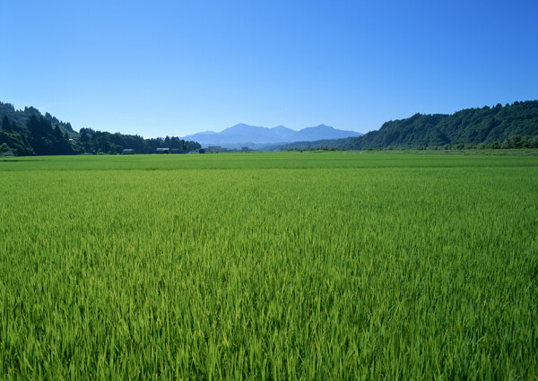 春天的田野