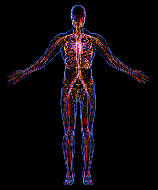 人体筋络器官图片