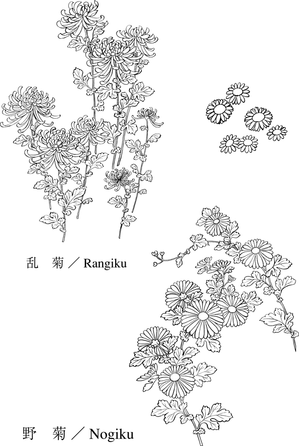 野菊花