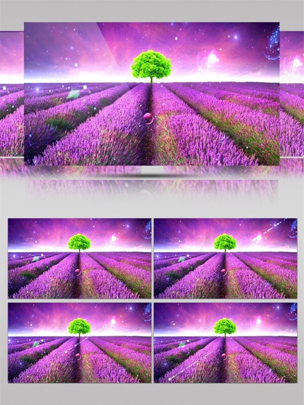紫色薰衣草视频素材
