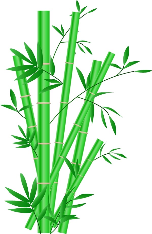 手绘绿色的竹子插画