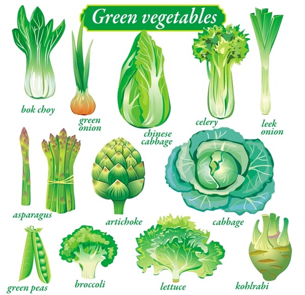 彩色矢量蔬菜品种