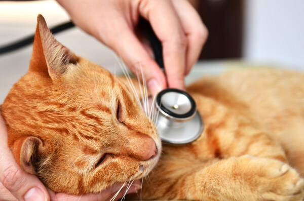 兽医与小猫图片