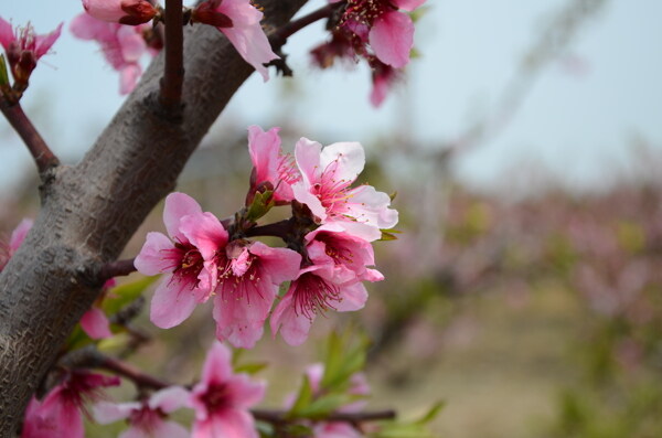 盛开的桃花图片