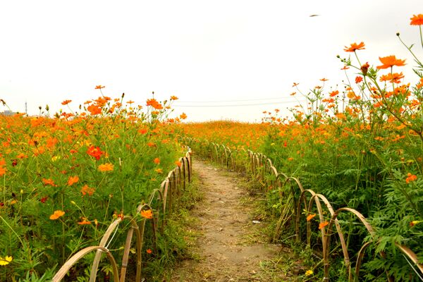 小花园图片