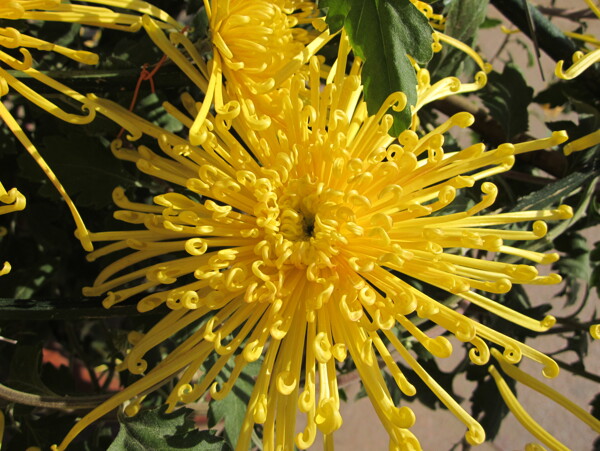 黄色菊花3