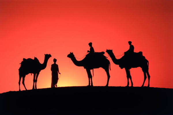 骆驼沙漠夕阳图片