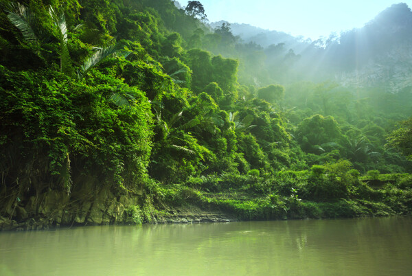 热带雨林风景图片