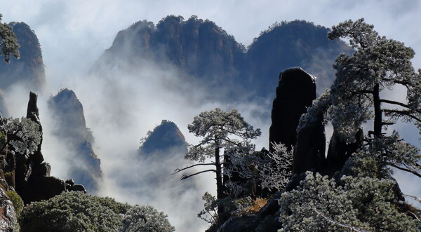 安徽黄山奇松风景