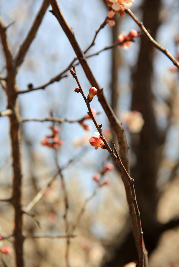 桃树发芽图片