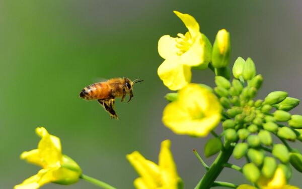蜜蜂采蜜图图片