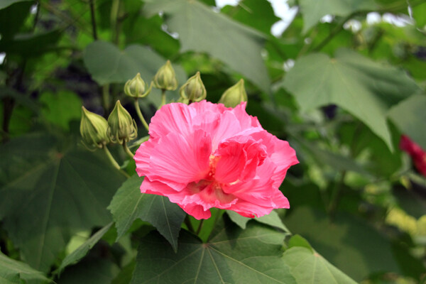 木芙蓉图片