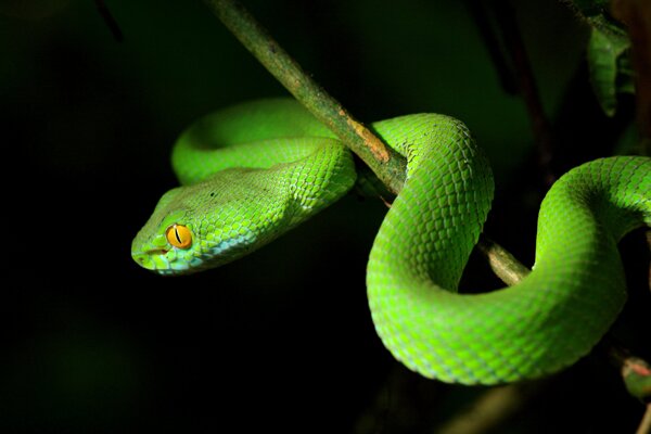 树枝上的绿色蛇