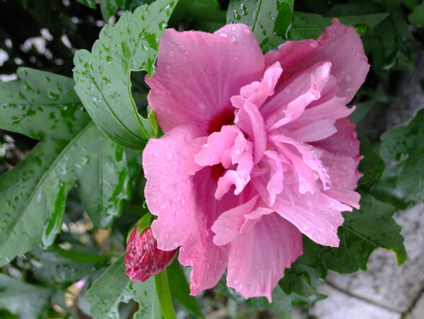 雨中花图片