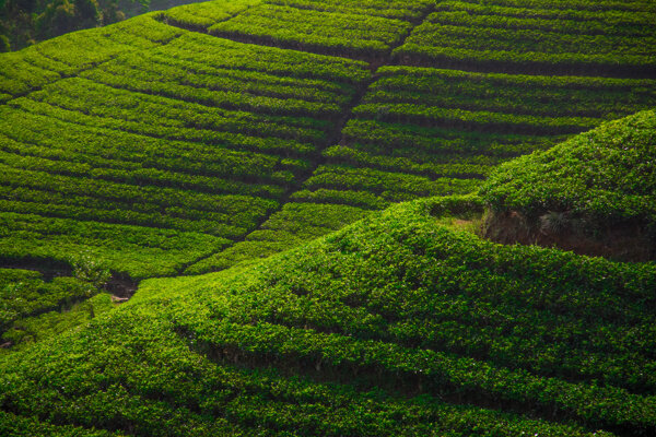 茶园景色