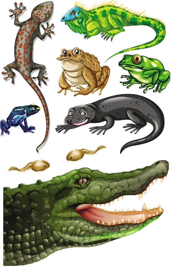 不同种类的爬行动物插画