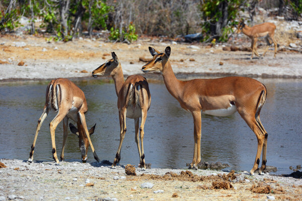 水塘边三只母鹿图片