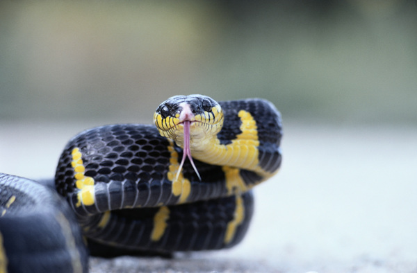 壁虎蛇爬行动物动物图片