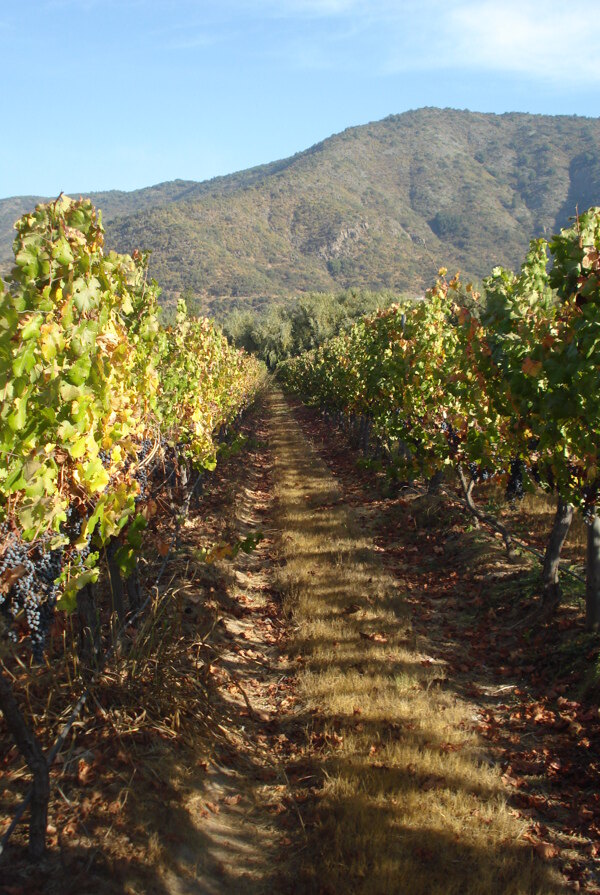 智利葡萄庄园图片