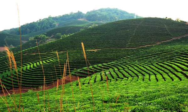 景迈古树茶茶山图片