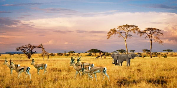 SAFARI南非野生动物草原背景图片
