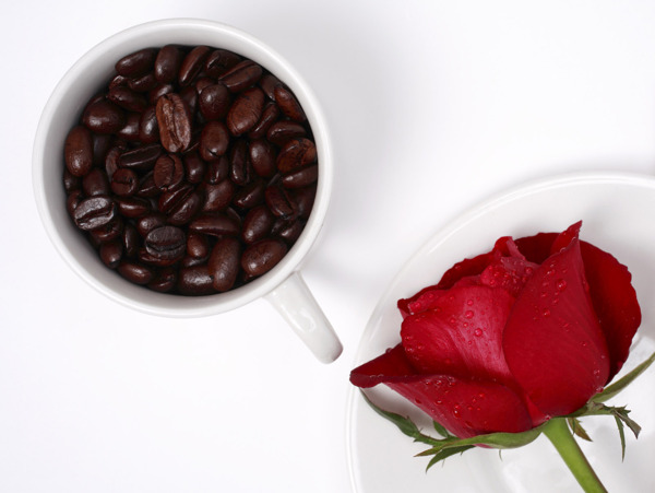 咖啡玫瑰