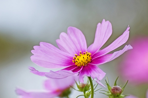 粉红色的墨西哥紫苑花