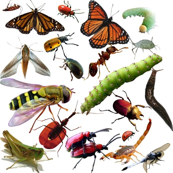 昆虫害虫图片