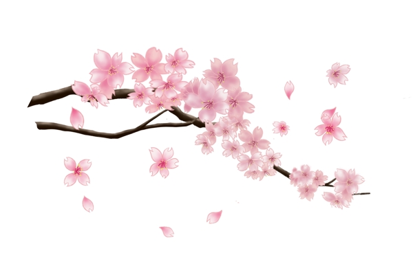 粉色植物樱花盛开插画