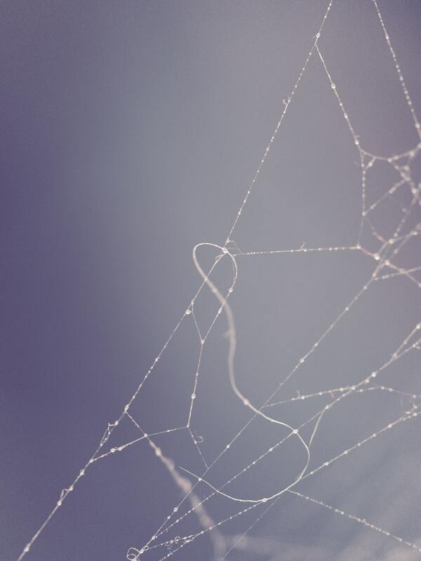 蜘蛛丝网