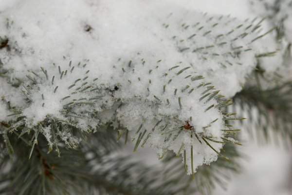 树叶上的白雪图片