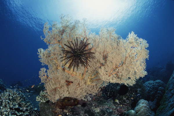 海洋生物图片