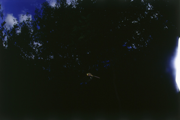 树荫下飞翔的小蜻蜓
