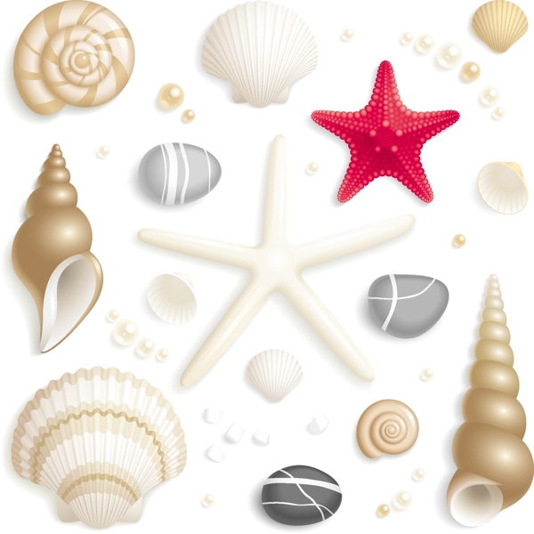 贝壳海螺海星珍珠图片