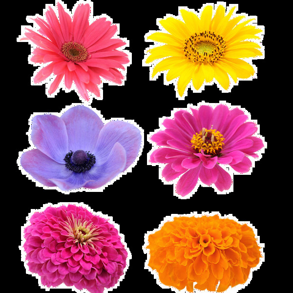 多彩花朵png元素素材