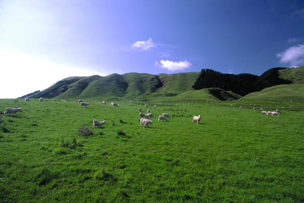 农场牧场房屋草地大自然环境风光风景家畜广告素材大辞典