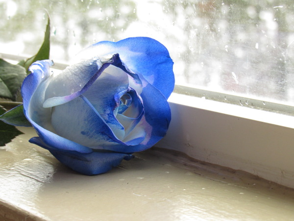 一支蓝色玫瑰花高清图片