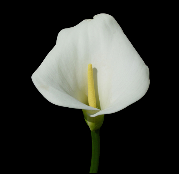 位图植物摄影写实花卉花朵马蹄莲免费素材