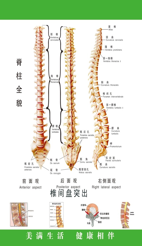 脊柱全图