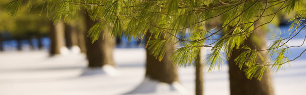 雪中绿树淘宝图片背景素材3