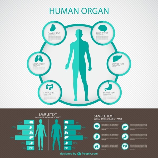 人体infography