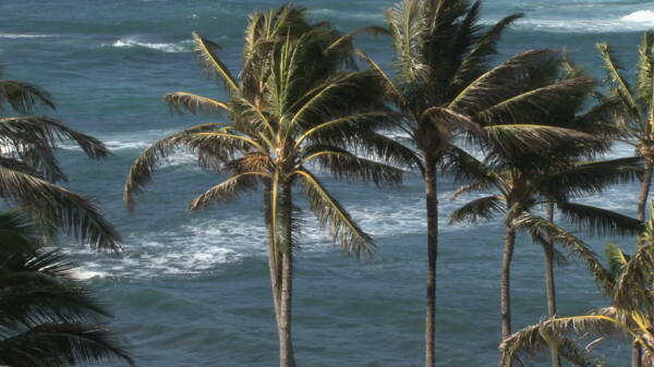 太平洋棕榈树2股票的录像视频免费下载