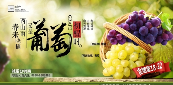 葡萄促销海报