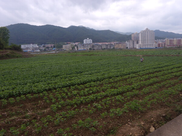 田农田大豆图片