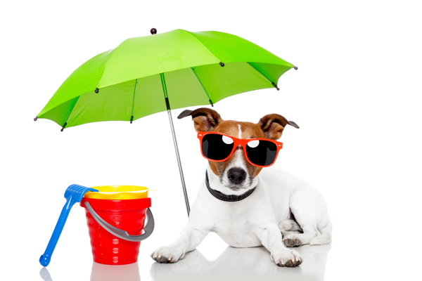 遮阳伞和小狗