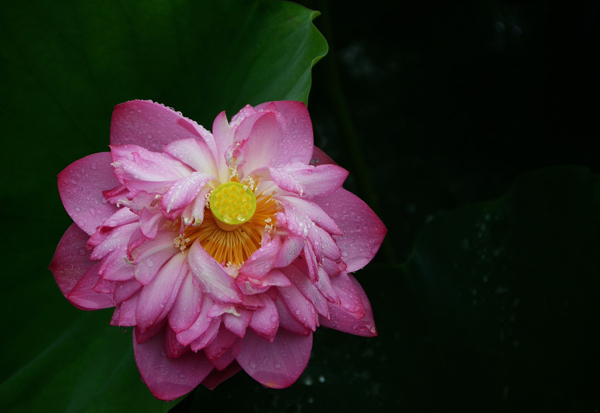 雨中荷花