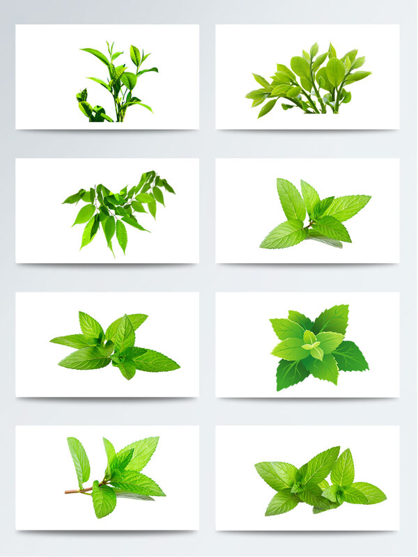绿色叶子茶叶绿茶叶PNG元素