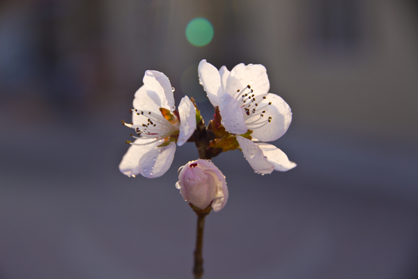 花沐朝露图片