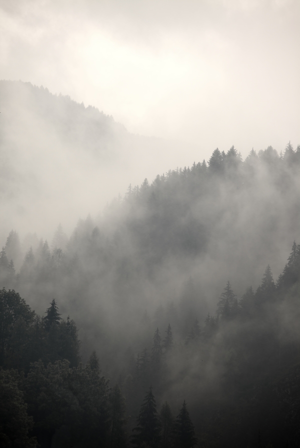 森林白雾风景图片